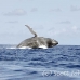 whale_humpback_h_00419_dom2466.jpg